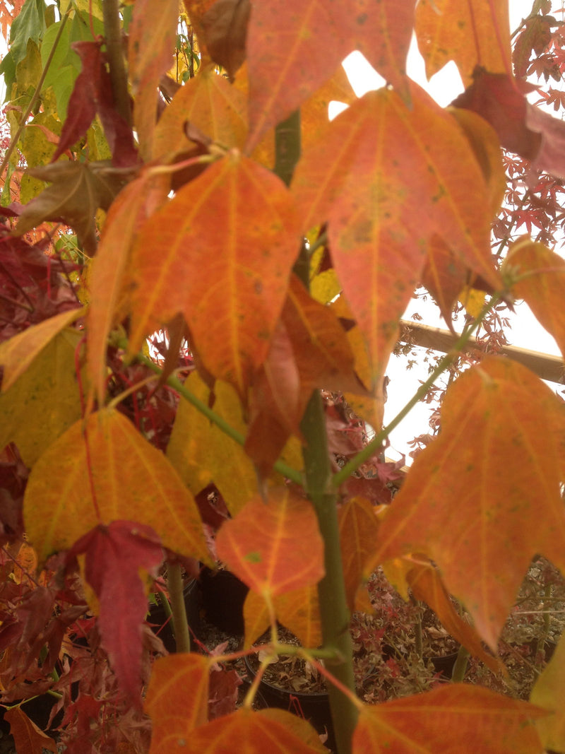 - Acer calcaratum Rare Chinese Maple - Mr Maple │ Buy Japanese Maple Trees