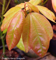 - Acer calcaratum Rare Chinese Maple - Mr Maple │ Buy Japanese Maple Trees