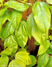 - Acer calcaratum Rare Chinese Maple - Mr Maple │ Buy Japanese Maple Trees