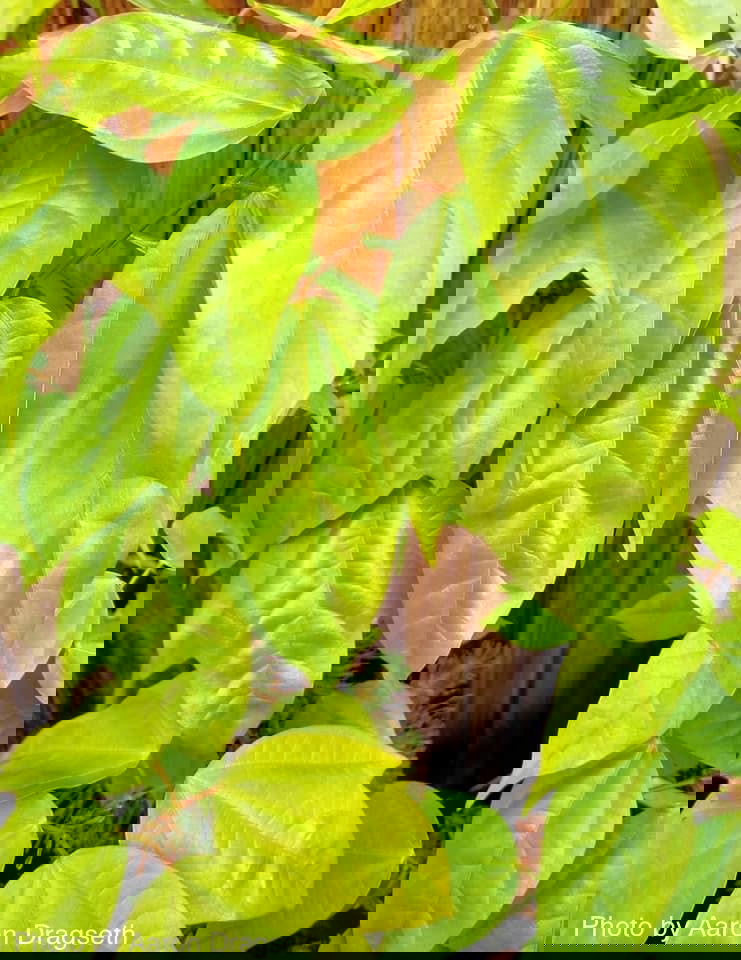 - Acer calcaratum Rare Chinese Maple - Mr Maple │ Buy Japanese Maple Trees