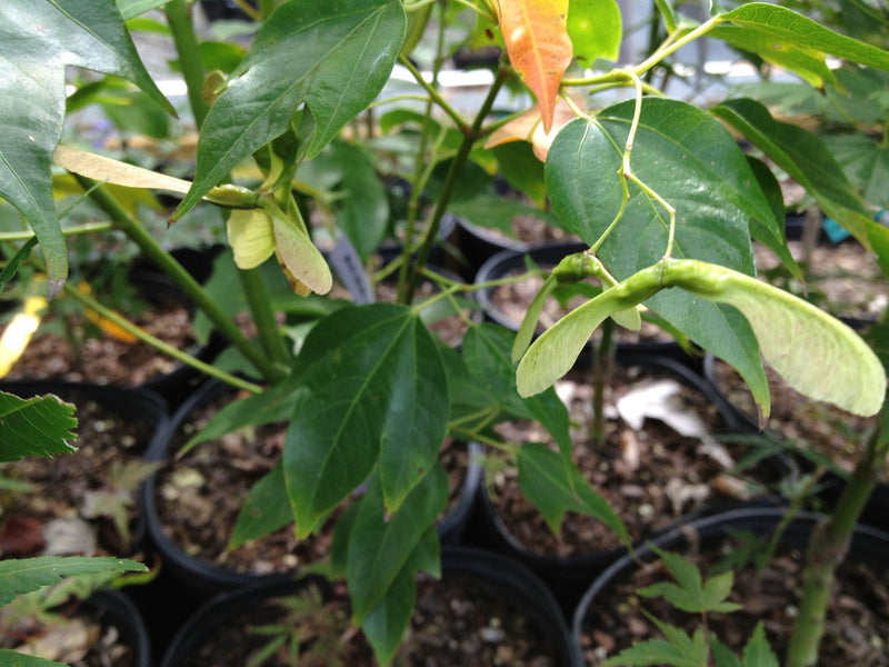 - Acer calcaratum Rare Chinese Maple - Mr Maple │ Buy Japanese Maple Trees