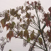 - Acer calcaratum Rare Chinese Maple - Mr Maple │ Buy Japanese Maple Trees