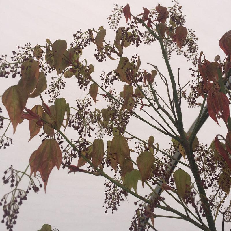 - Acer calcaratum Rare Chinese Maple - Mr Maple │ Buy Japanese Maple Trees