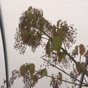 - Acer calcaratum Rare Chinese Maple - Mr Maple │ Buy Japanese Maple Trees