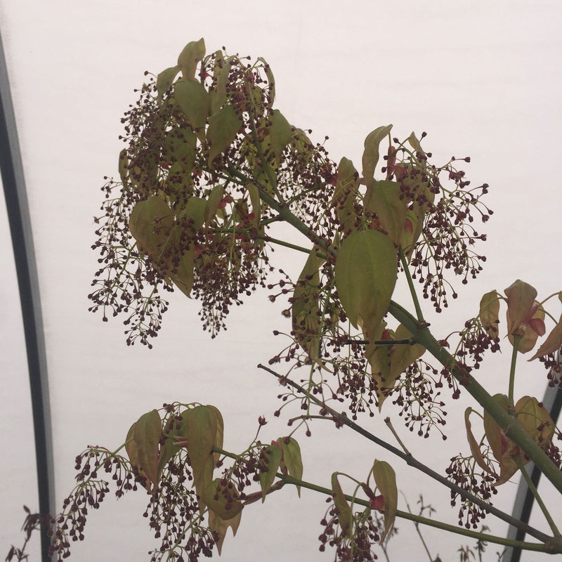 - Acer calcaratum Rare Chinese Maple - Mr Maple │ Buy Japanese Maple Trees