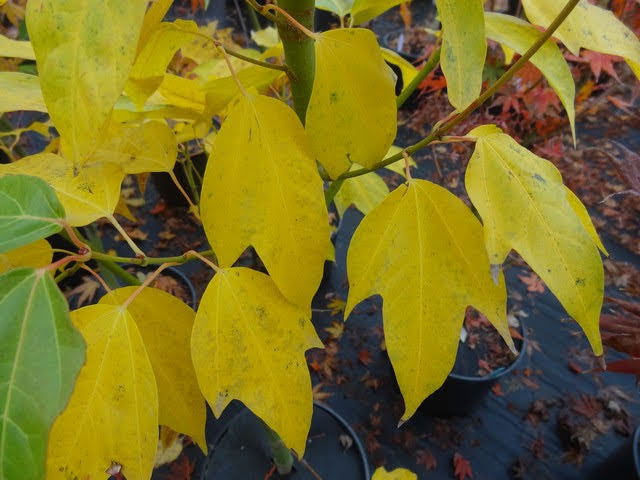 - Acer calcaratum Rare Chinese Maple - Mr Maple │ Buy Japanese Maple Trees