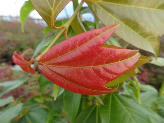 - Acer calcaratum Rare Chinese Maple - Mr Maple │ Buy Japanese Maple Trees