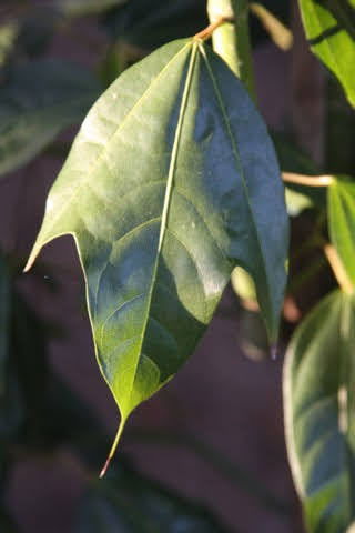 - Acer calcaratum Rare Chinese Maple - Mr Maple │ Buy Japanese Maple Trees