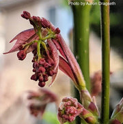 - Acer calcaratum Rare Chinese Maple - Mr Maple │ Buy Japanese Maple Trees