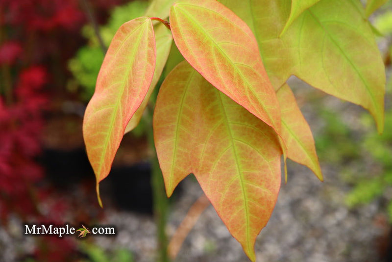 - Acer calcaratum Rare Chinese Maple - Mr Maple │ Buy Japanese Maple Trees