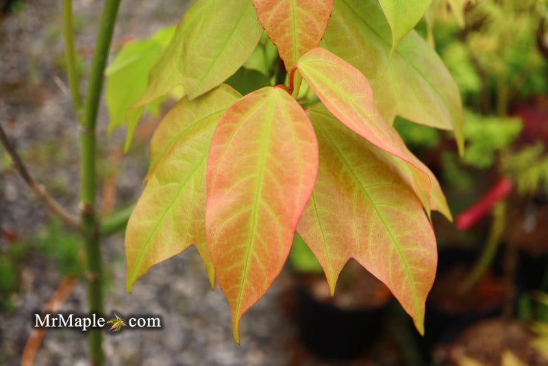 - Acer calcaratum Rare Chinese Maple - Mr Maple │ Buy Japanese Maple Trees