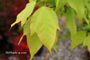 - Acer calcaratum Rare Chinese Maple - Mr Maple │ Buy Japanese Maple Trees