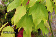 - Acer calcaratum Rare Chinese Maple - Mr Maple │ Buy Japanese Maple Trees
