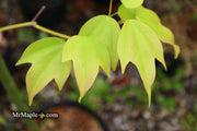 - Acer calcaratum Rare Chinese Maple - Mr Maple │ Buy Japanese Maple Trees