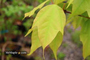 - Acer calcaratum Rare Chinese Maple - Mr Maple │ Buy Japanese Maple Trees