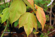 - Acer calcaratum Rare Chinese Maple - Mr Maple │ Buy Japanese Maple Trees