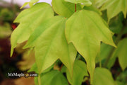- Acer calcaratum Rare Chinese Maple - Mr Maple │ Buy Japanese Maple Trees