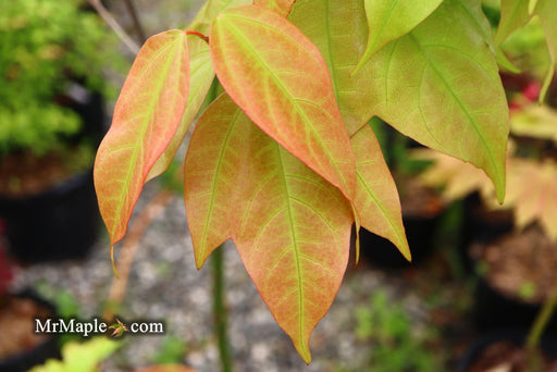 - Acer calcaratum Rare Chinese Maple - Mr Maple │ Buy Japanese Maple Trees
