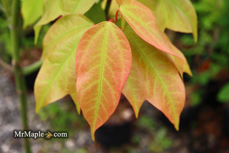 - Acer calcaratum Rare Chinese Maple - Mr Maple │ Buy Japanese Maple Trees
