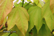 - Acer calcaratum Rare Chinese Maple - Mr Maple │ Buy Japanese Maple Trees