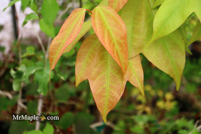 - Acer calcaratum Rare Chinese Maple - Mr Maple │ Buy Japanese Maple Trees