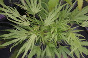 - Acer campbellii 'Boney Fingers' Rare Japanese Maple - Mr Maple │ Buy Japanese Maple Trees
