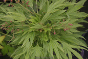 - Acer campbellii 'Boney Fingers' Rare Japanese Maple - Mr Maple │ Buy Japanese Maple Trees