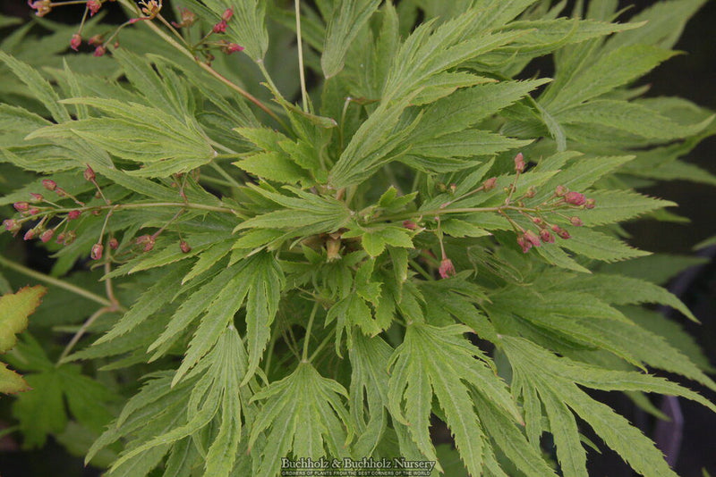 - Acer campbellii 'Boney Fingers' Rare Japanese Maple - Mr Maple │ Buy Japanese Maple Trees