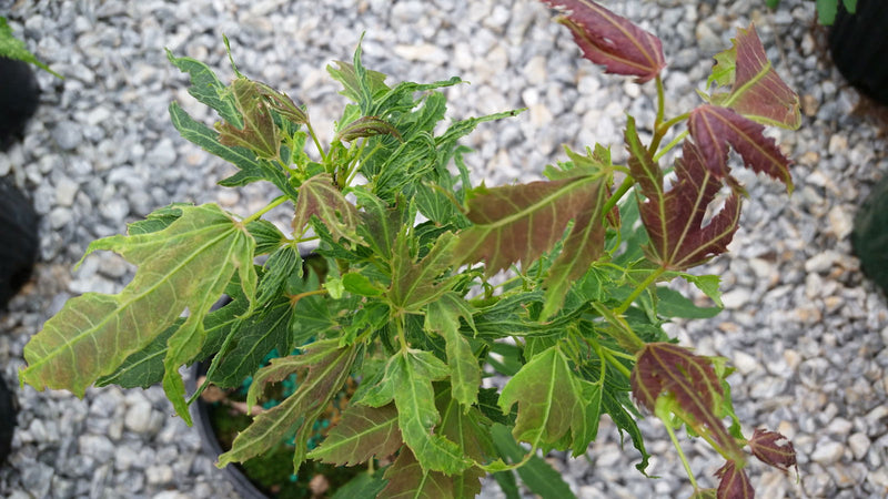 - Acer campbellii 'Boney Fingers' Rare Japanese Maple - Mr Maple │ Buy Japanese Maple Trees