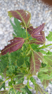 - Acer campbellii 'Boney Fingers' Rare Japanese Maple - Mr Maple │ Buy Japanese Maple Trees