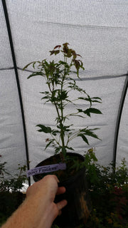 - Acer campbellii 'Boney Fingers' Rare Japanese Maple - Mr Maple │ Buy Japanese Maple Trees