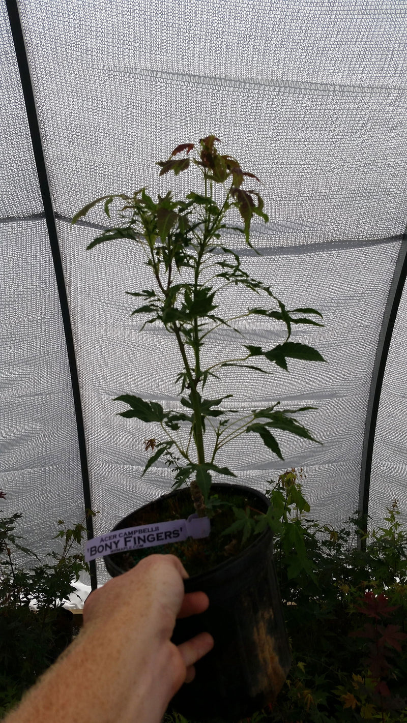 - Acer campbellii 'Boney Fingers' Rare Japanese Maple - Mr Maple │ Buy Japanese Maple Trees