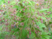 - Acer campbellii 'Boney Fingers' Rare Japanese Maple - Mr Maple │ Buy Japanese Maple Trees