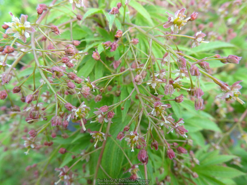 - Acer campbellii 'Boney Fingers' Rare Japanese Maple - Mr Maple │ Buy Japanese Maple Trees