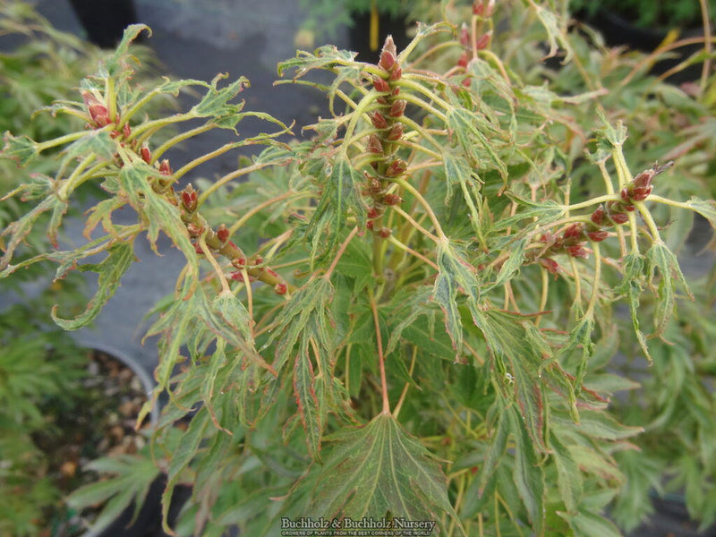 - Acer campbellii 'Boney Fingers' Rare Japanese Maple - Mr Maple │ Buy Japanese Maple Trees