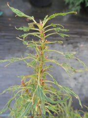 - Acer campbellii 'Boney Fingers' Rare Japanese Maple - Mr Maple │ Buy Japanese Maple Trees