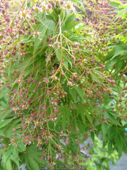 - Acer campbellii 'Boney Fingers' Rare Japanese Maple - Mr Maple │ Buy Japanese Maple Trees