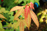 - Acer campbellii ssp. flabellatum Rare Chinese Maple - Mr Maple │ Buy Japanese Maple Trees