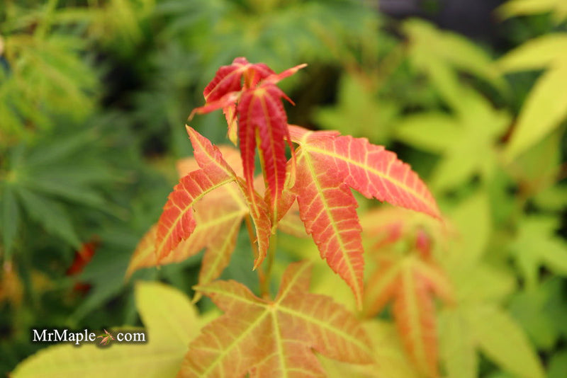 - Acer campbellii ssp. flabellatum Rare Chinese Maple - Mr Maple │ Buy Japanese Maple Trees