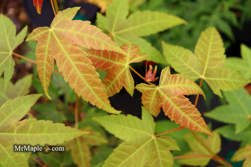 - Acer campbellii ssp. flabellatum Rare Chinese Maple - Mr Maple │ Buy Japanese Maple Trees