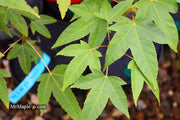 - Acer campbellii ssp. flabellatum Rare Chinese Maple - Mr Maple │ Buy Japanese Maple Trees