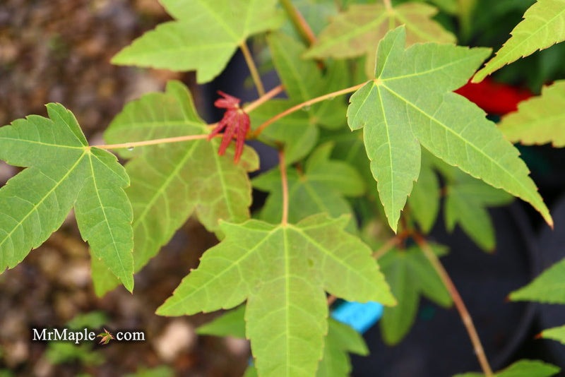 - Acer campbellii ssp. flabellatum Rare Chinese Maple - Mr Maple │ Buy Japanese Maple Trees