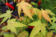 - Acer campbellii ssp. flabellatum Rare Chinese Maple - Mr Maple │ Buy Japanese Maple Trees