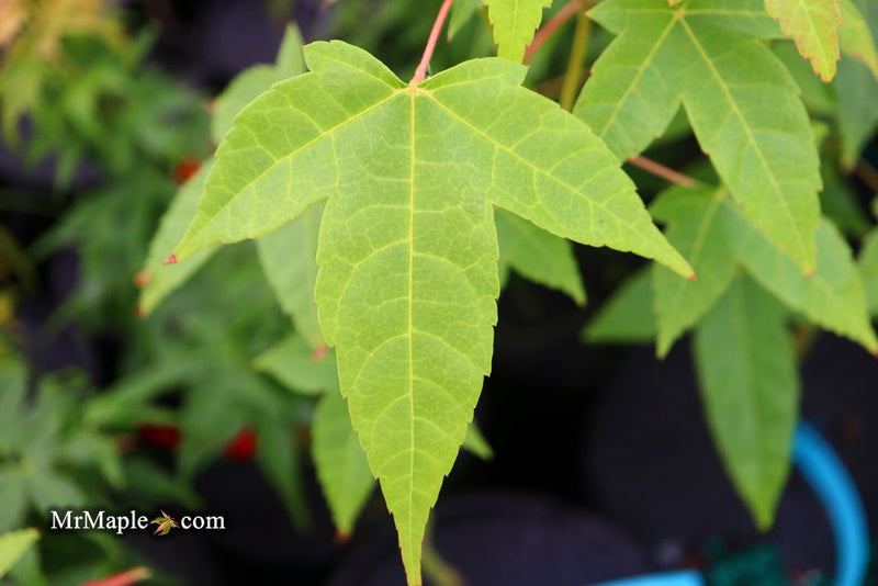- Acer campbellii ssp. flabellatum Rare Chinese Maple - Mr Maple │ Buy Japanese Maple Trees