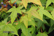 - Acer campbellii ssp. flabellatum Rare Chinese Maple - Mr Maple │ Buy Japanese Maple Trees