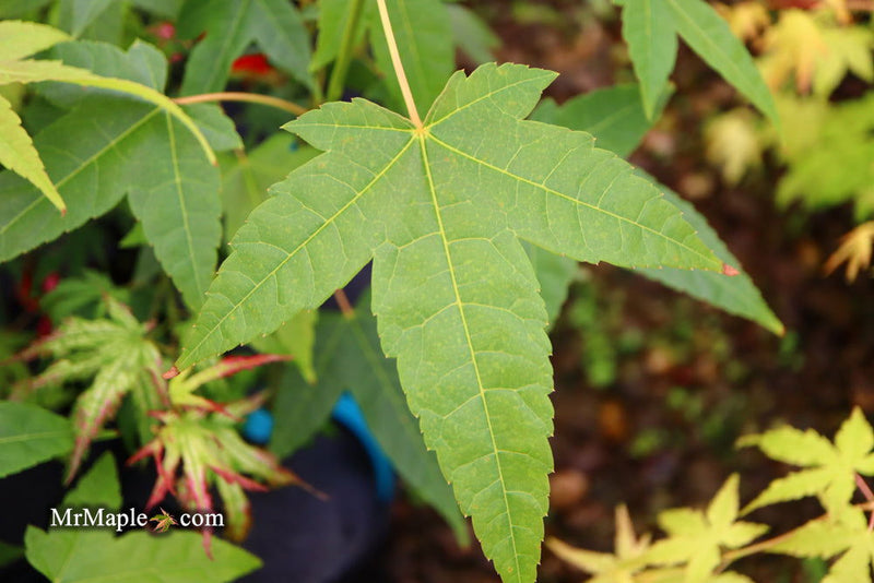 - Acer campbellii ssp. flabellatum Rare Chinese Maple - Mr Maple │ Buy Japanese Maple Trees