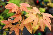 - Acer campbellii ssp. flabellatum Rare Chinese Maple - Mr Maple │ Buy Japanese Maple Trees