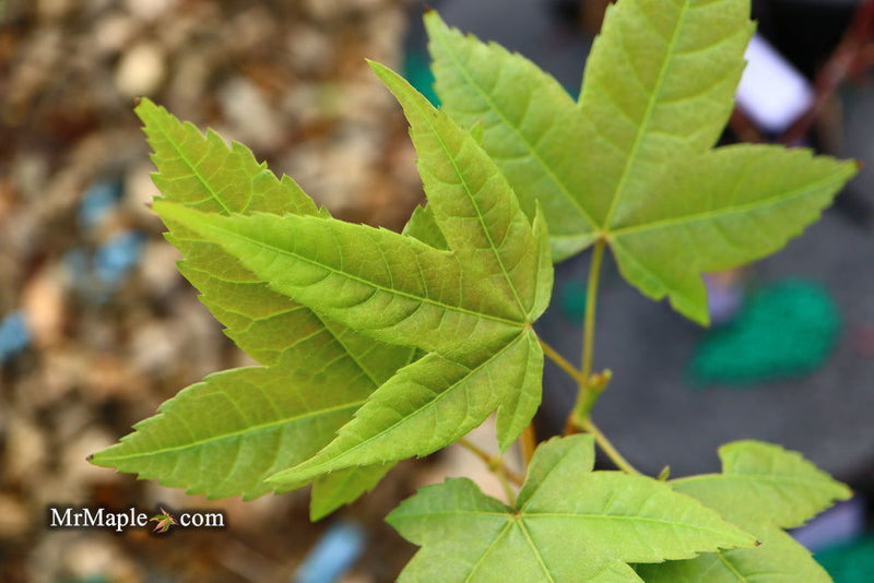 - Acer campbellii ssp. flabellatum Rare Chinese Maple - Mr Maple │ Buy Japanese Maple Trees