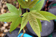 - Acer campbellii ssp. flabellatum Rare Chinese Maple - Mr Maple │ Buy Japanese Maple Trees