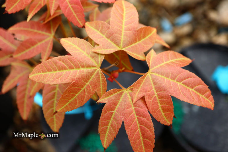 - Acer campbellii ssp. flabellatum Rare Chinese Maple - Mr Maple │ Buy Japanese Maple Trees